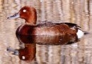 Ferruginous Duck ©  Pandion Wild Tours